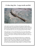 Cá đao răng lớn - Large-tooth sawfish