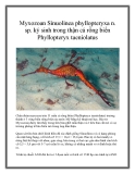 Myxozoan Sinuolinea phyllopteryxa n. sp. ký sinh trong thận cá rồng biển Phyllopteryx taeniolatus