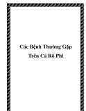 Các Bệnh Thường Gặp Trên Cá Rô Phi