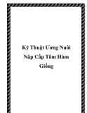 Kỹ Thuật Ương Nuôi Nâp Cấp Tôm Hùm Giống