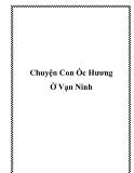 Chuyện Con Ốc Hương Ở Vạn Ninh 