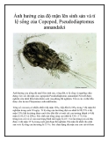 Ảnh hưởng của độ mặn lên sinh sản và tỉ lệ sống của Copepod, Pseudodiaptomus annandalei