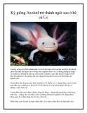 Kỳ giông Axolotl trở thành ngôi sao ở bể cá Úc