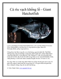 Cá rìu vạch khổng lồ - Giant Hatchetfish