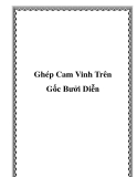 Ghép Cam Vinh Trên Gốc Bưởi Diễn