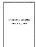 Trồng Khoai Lang Rau Klr1, Klr3, Klr5