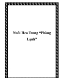 Nuôi Heo Trong “Phòng Lạnh”