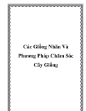 Các Giống Nhãn Và Phương Pháp Chăm Sóc Cây Giống