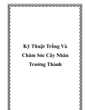 Kỹ Thuật Trồng Và Chăm Sóc Cây Nhãn Trưởng Thành