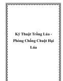 Kỹ Thuật Trồng Lúa Phòng Chống Chuột Hại Lúa