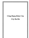 Công Dụng Khác Của Cây Đu Đủ