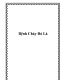 Bệnh Cháy Đỏ Lá