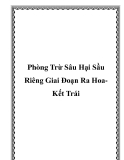 Phòng Trừ Sâu Hại Sầu Riêng Giai Đoạn Ra Hoa - Kết Trái