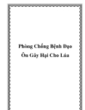 Phòng Chống Bệnh Đạo Ôn Gây Hại Cho Lúa