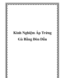 Kinh Nghiệm Ấp Trứng Gà Bằng Đèn Dầu