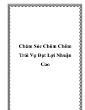 Chăm Sóc Chôm Chôm Trái Vụ Đạt Lợi Nhuận Cao