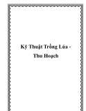 Kỹ Thuật Trồng Lúa Thu Hoạch