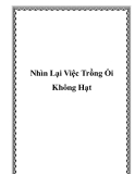 Nhìn Lại Việc Trồng Ổi Không Hạt