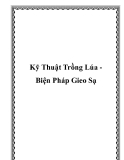 Kỹ Thuật Trồng Lúa Biện Pháp Gieo Sạ