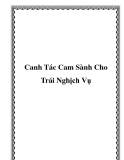 Canh Tác Cam Sành Cho Trái Nghịch Vụ