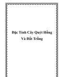 Đặc Tính Cây Quýt Hồng Và Đất Trồng