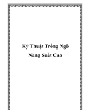 Kỹ Thuật Trồng Ngô Năng Suất Cao