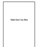 Sinh Sản Của Heo