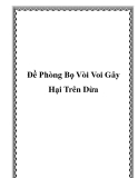 Đề Phòng Bọ Vòi Voi Gây Hại Trên Dừa