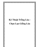 Kỹ Thuật Trồng Lúa Chọn Lựa Giống Lúa