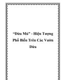 “Dừa Mủ” - Hiện Tượng Phổ Biến Trên Các Vườn Dừa