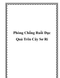 Phòng Chống Ruồi Đục Quả Trên Cây Sơ Ri