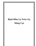 Bệnh Đốm Lá Trên Cây Măng Cụt