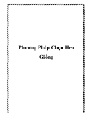 Phương Pháp Chọn Heo Giống