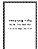 Đường Nghiệp - Giống Rô Phi Đơn Tính Mới Của Các Trại Thủy Sản