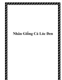 Nhân Giống Cá Lóc Đen