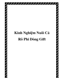 Kinh Nghiệm Nuôi Cá Rô Phi Dòng Gift