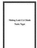 Những Loài Cá Chình Nước Ngọt