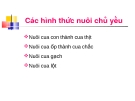 Kỹ thuật nuôi cua con thành cua  thịt