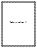 Trồng cà chua F1