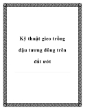 Kỹ thuật gieo trồng đậu tương đông trên đất ướt