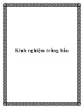 Kinh nghiệm trồng bầu