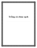 Trồng cà chua sạch