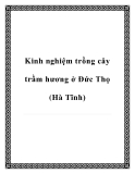 Kinh nghiệm trồng cây trầm hương ở Đức Thọ (Hà Tĩnh)