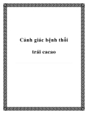 Cảnh giác bệnh thối trái cacao