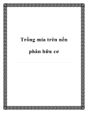 Trồng mía trên nền phân hữu cơ