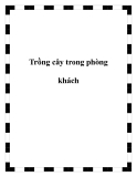 Trồng cây trong phòng khách