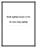 Kinh nghiệm luyện cá lóc ăn cám công nghiệp