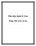 Dấu hiệu bệnh lý Gan Thận Mủ trên cá tra