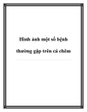 Hình ảnh một số bệnh thường gặp trên cá chẽm