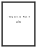 Tương lai cá tra - Nhìn từ giống